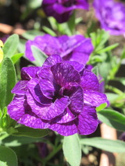 Zbliżenie na fioletowe kwiaty Calibrachoa © Kumulugma