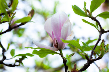 Close-up of a pink magnolia blossom with green leaves, showcasing the beauty of springtime nature.