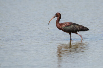 Plegadis falcinellus