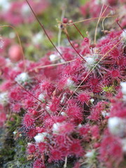 Zbliżenie na rozety roślin z gatunku drosera © Kumulugma