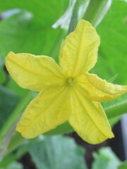 Zbliżenie na żółty kwiat ogórka