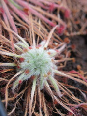 Zbliżenie na rozety roślin z gatunku drosera © Kumulugma