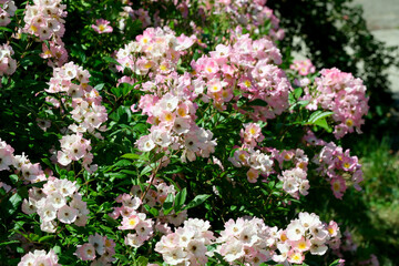 Pink and white roses in bloom
