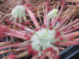 Zbliżenie na rozety roślin z gatunku drosera © Kumulugma