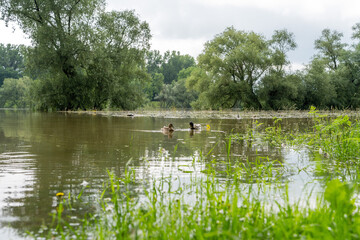 Hochwasser an der Donau / Stadt Straubing / Niederbayern