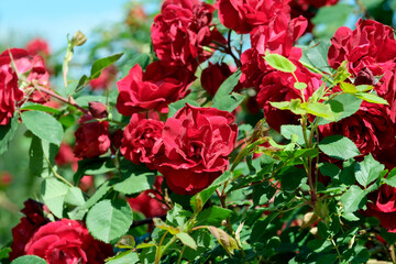 Red roses blooming in summer