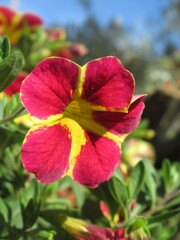 Zbliżenie na jaskrawe kwiaty Calibrachoa