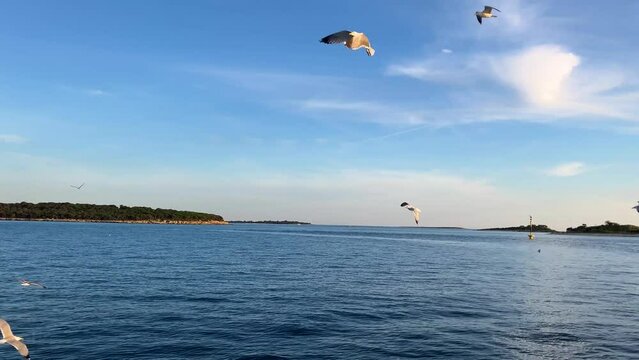 Seagulls flying near Brijuni island. Boat tour. Seascape view 4k video