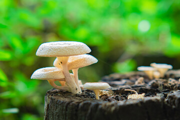 Lentinus squarrosulus fungus. This mushroom grows wild and is edible