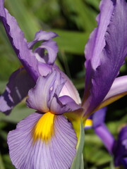 Fioletowe kwiaty irysa © Kumulugma