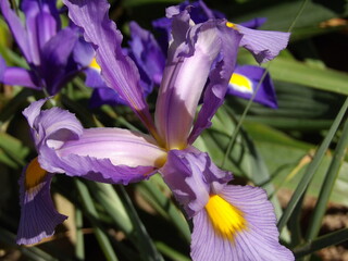 Fioletowe kwiaty irysa © Kumulugma