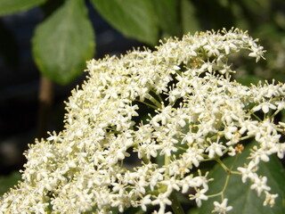 Białe kwiaty czarnego bzu © Kumulugma