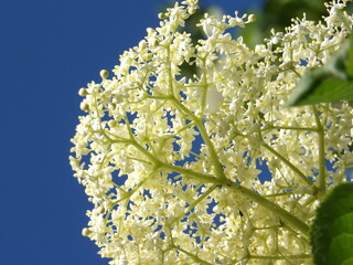 Białe kwiaty czarnego bzu © Kumulugma