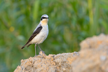 Białorzytka (Oenanthe oenanthe) © Grzegorz