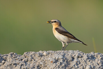 Białorzytka (Oenanthe oenanthe) © Grzegorz