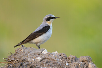 Białorzytka (Oenanthe oenanthe) © Grzegorz