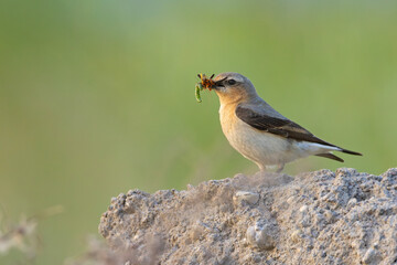 Białorzytka (Oenanthe oenanthe) © Grzegorz