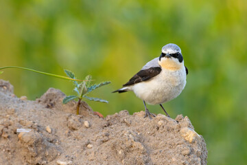 Białorzytka (Oenanthe oenanthe) © Grzegorz