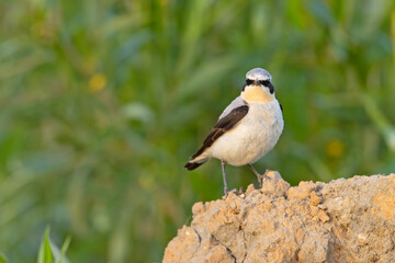 Białorzytka (Oenanthe oenanthe) © Grzegorz