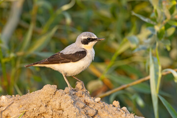 Białorzytka (Oenanthe oenanthe) © Grzegorz