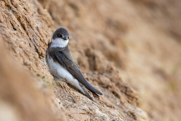 Brzegówka (Riparia riparia)