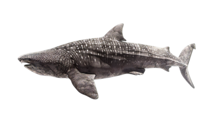 Basking Shark Isolated