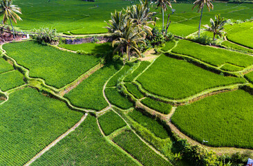 Rice fields in Payangan district, Bali, Indonesia