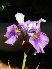 Fioletowe kwiaty irysa © Kumulugma
