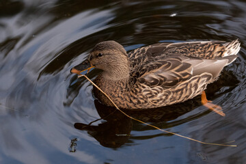 duck in the water with straw