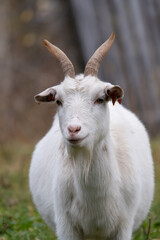 Fototapeta premium portrait of a goat