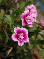 Obraz premium Zbliżenie na jaskrawe kwiaty Calibrachoa