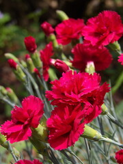 Zbliżenie na czerwone kwiaty goździka © Kumulugma