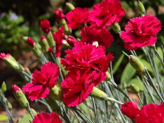 Zbliżenie na czerwone kwiaty goździka