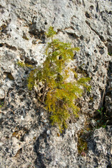 natural bonsai of a pine tree growing on a limestone rock