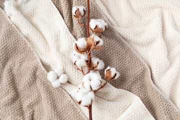 Towels and organic beautiful cotton flowers background in neutral colors top view. Fabric bathroom...