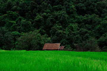 Pa Bong Piang Rice Terraces
