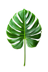 monstera leaf  isolated on white background