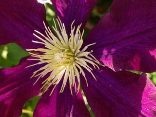 Zbliżenie na kwitnące pnącze z gatunku clematis © Kumulugma