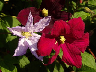 Zbliżenie na kwitnące pnącze z gatunku clematis © Kumulugma