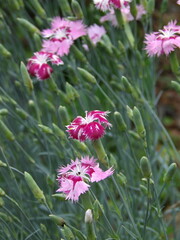 Zbliżenie na różowe kwiaty goździka © Kumulugma