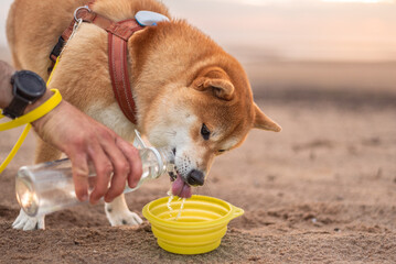 Shiba ini dog is drinking from folding silicone bowl during the beach walk