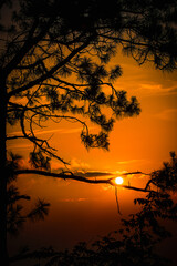 silhouette of a tree at sunset