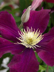 Zbliżenie na kwitnące pnącze z gatunku clematis © Kumulugma