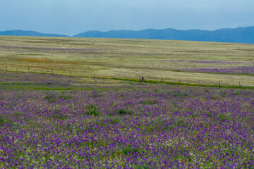 Primavera