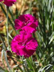 Zbliżenie na różowe kwiaty goździka © Kumulugma