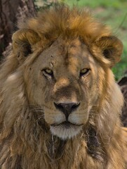 close-up portrait of male lion sitting in the shade of the tree looking alert in the wild savannah of Serengeti National Park, Tanzania