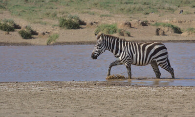 side view of common plains zebra walking creating splashes and cooling off in a watering hole in the wild savannah of serengeti national park, tanzania