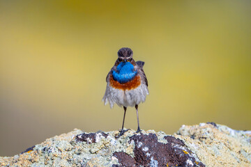 Bluethroat male perched on a rock with yellow background.