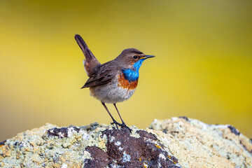 Bluethroat male perched on a rock with yellow background.