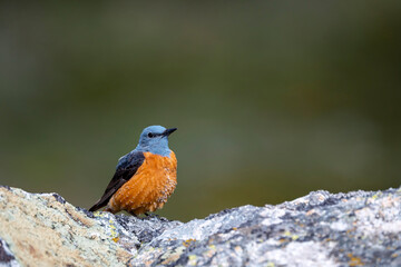 Male common rock thrush perched on a rock.